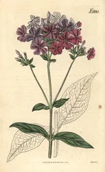 Kruisbladige flox of lychnidea, Phlox acuminata. Met de hand ingekleurde botanische gravure door Weddell uit John Sims