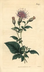 Vijfbladige sarrette - Klasea quinquefolia (Vijfbladige zaagblad, Serratula quinquefolia). Met de hand ingekleurde botanische gravure door Weddell uit John Sims