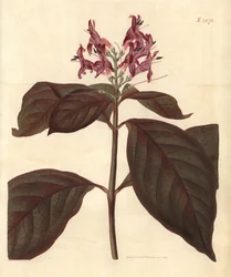 Melk van de Maagd - Karikatuurplant, Graptophyllum pictum (Bloody-veined justicia, Justicia picta lurido-sanguinea). Met de hand ingekleurde botanische gravure door Weddell uit John Sims