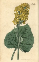 Siberische Ligularia - Ligularia sibirica (Siberische cineraria, Cineraria sibirica). Handgekleurde botanische gravure door Weddell uit John Sims