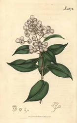 Syzygium smithii (Rondvruchtige eugenia, Eugenia elliptica). Met de hand ingekleurde botanische gravure door Weddell uit John Sims