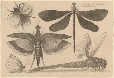 Libellen, een Hommel en een Vlinder
