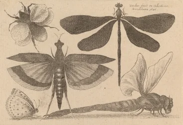 Libellen en een hommel