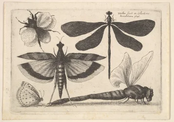 Libellen en een hommel