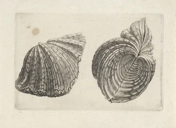 Schelp, hippopus hippopus