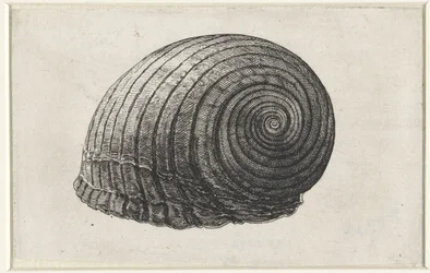 Schelp, tonna galea