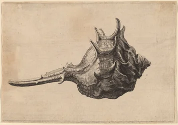 Schelpen (Murex brandaris)