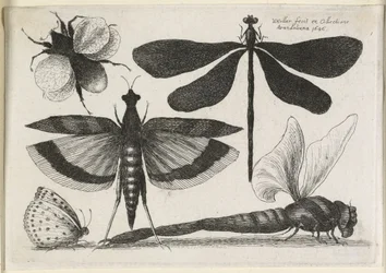 De Set Vlinders, Een van Twaalf, 1646
