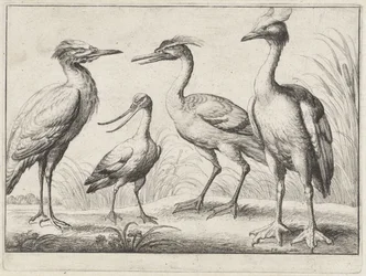Vier waadvogels