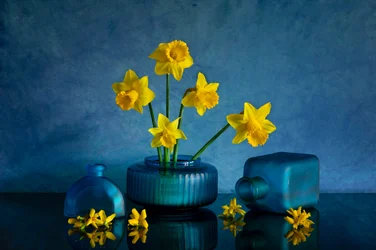 Gele narcissen, blauwe vazen