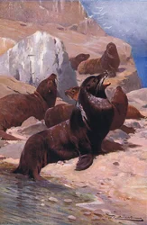 Californische zeeleeuw, uit Wildlife of the World gepubliceerd door Frederick Warne & Co, ca. 1900