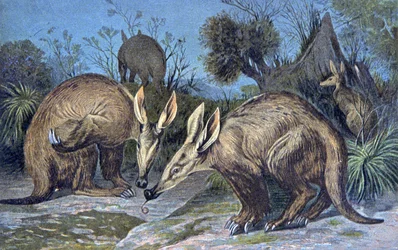Kaapse aardvarken, aardvarken