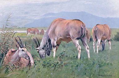 Eland, illustratie uit Wildlife of the World, ca. 1910