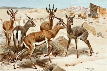 Gazellen, plaat uit "Brehms Tierleben: Allgemeine Kunde des Tierreichs", vol. 3, p. 9, uitgegeven door Bibliographisches Institut