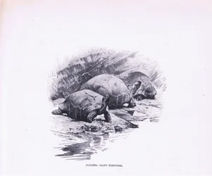 Reuzenschildpadden, illustratie uit Wildlife of the World, ca. 1910