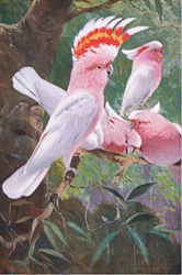 Leadbeaters kaketoe, illustratie uit Wilde dieren van de wereld, ca. 1910