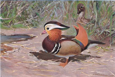 Mandarijneend, uit Wildlife of the World gepubliceerd door Frederick Warne & Co, ca. 1900