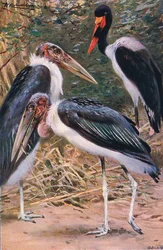 Maraboe en Jabiru, illustratie uit Wildlife of the World, ca. 1910