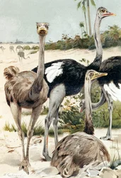 Struisvogel, plaat uit "Brehms Tierleben: Allgemeine Kunde des Tierreichs", deel 6, p. 691, uitgegeven door Bibliographisches Institut