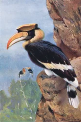 Bonte neushoornvogel, uit Wildlife of the World gepubliceerd door Frederick Warne & Co, ca. 1900