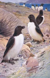 Alk, uit Wildlife of the World gepubliceerd door Frederick Warne & Co, ca. 1900