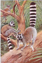 Ringstaartmaki, illustratie uit Wildlife of the World, ca. 1910