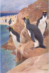 Rots Pinguïn, illustratie uit Wildlife of the World, ca. 1910