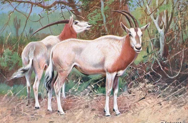 Sabelantilope, illustratie uit Wildlife of the World, ca. 1910