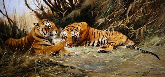 Siberische Tijgers