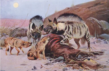 Gestreepte hyena en jakhals, uit Wildlife of the World gepubliceerd door Frederick Warne & Co, ca. 1900