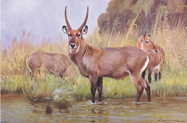 Waterbok, illustratie uit Wildlife of the World, ca. 1910