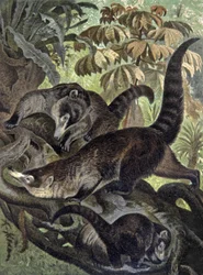 Witneus coati