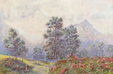Zilveren bomen en wilde geraniums