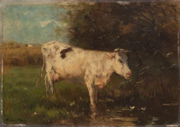 Witte Koe
