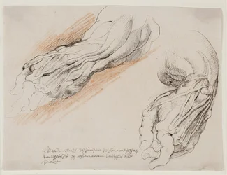 Anatomische Studies (écorchés). De ontvelde linkeronderarm van een man in twee posities.