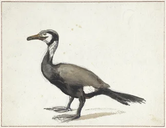 Aalscholver