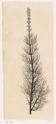 Duizendblad