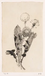 Paardenbloem