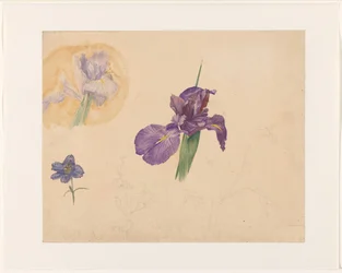 Studies van een iris en ridderspoor