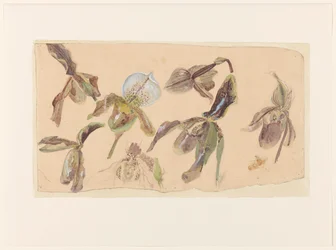 Zeven studies van orchideeën