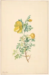 Tak van een gele roos (Rosa Lutea)