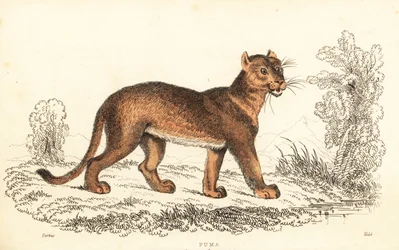 Poema, Puma concolor