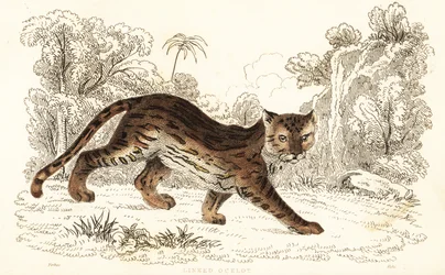 Margay, Leopardus wiedii catenata, 1834