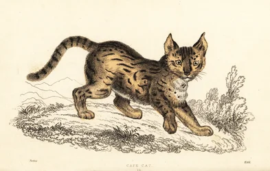 Serval, Leptailurus serval, 1834