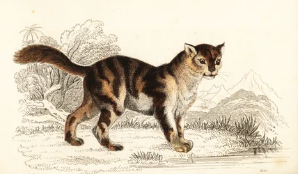 Wilde schildpadkat uit Zuid-Amerika, Felis catus