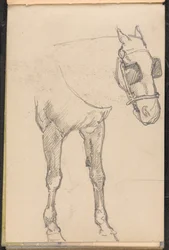 Schets van een paard met oogkleppen