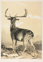 Damherten