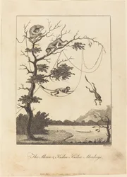 De Mecoo & Kisbee Kishee Apen, 1793