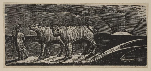 Ongejode Ossen, Langzaam Naar Huis, uit Thorntons Pastorals of Virgil