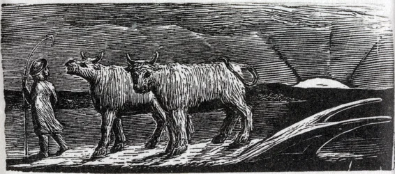 Loslopende Ongehoornde Koeien, illustratie uit Dr. Thornton
